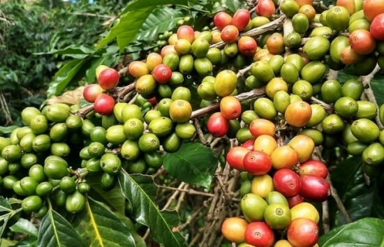 Giá cà phê tăng cao bất thường