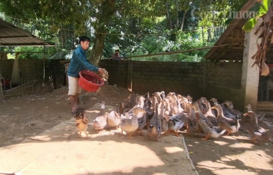 Thanh Hóa: Thương hiệu vịt Cổ Lũng giúp người dân vùng Bá Thước nâng cao thu nhập