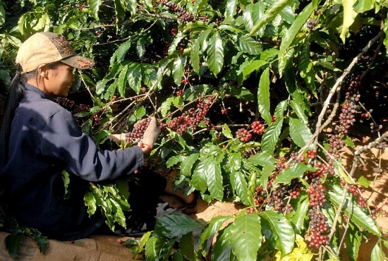 Giá xuất khẩu cà phê tiếp tục tăng trước lo ngại thiếu hụt nguồn cung
