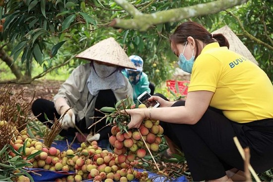 Sàn thương mại điện tử chung tay tiêu thụ nông sản cho bà con miền núi, vùng dân tộc