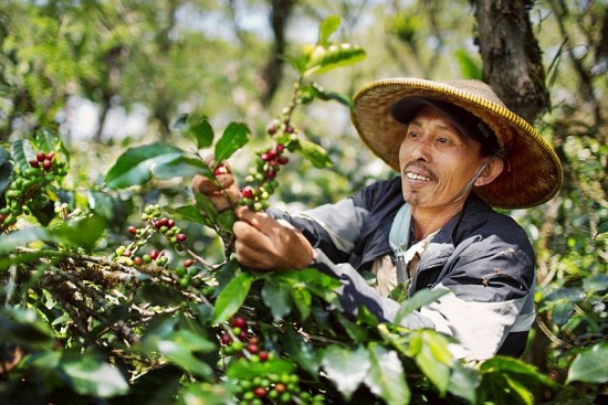 Nguồn cung hạn chế, xuất khẩu cà phê tiếp tục tăng mạnh về giá