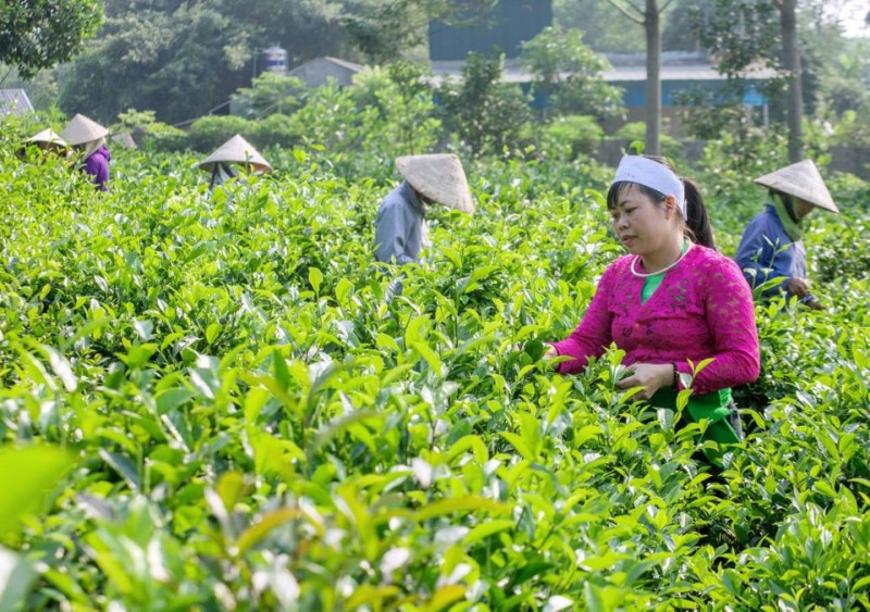 Thúc đẩy sản xuất, tạo sinh kế cho đồng bào dân tộc thiểu số và miền núi Thủ đô