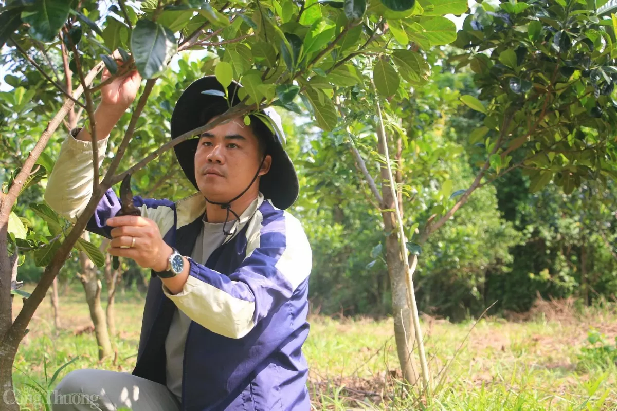 Đảng viên người dân tộc Chứt quyết thoát nghèo với cây mít ruột đỏ