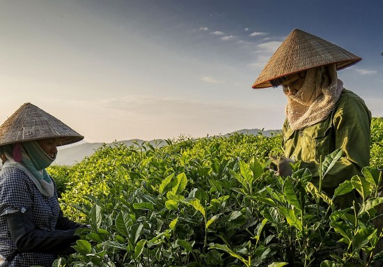 Thái Nguyên: Hành trình đưa chè Sông Cầu vươn tầm quốc tế