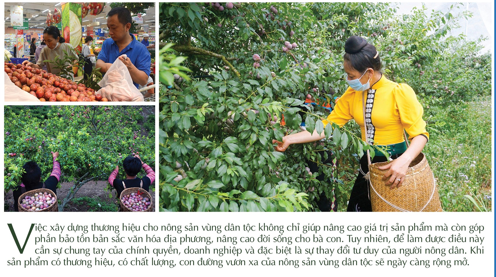 Longform | Chuyên gia ‘hiến kế’ xây dựng thương hiệu cho nông sản vùng dân tộc