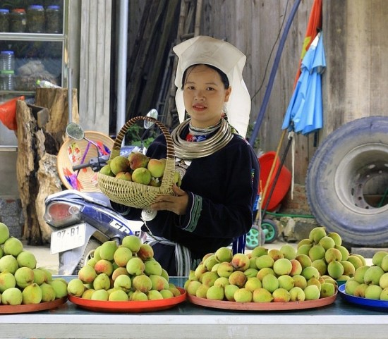 Đào tiên Ngân Sơn: Trái ngọt đổi thay vùng đất khó