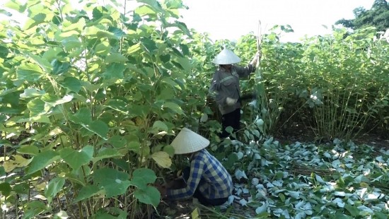 Cây gai xanh ‘nở hoa’ nơi rẻo cao