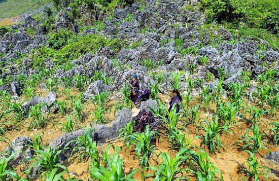 Tủa Chùa - nơi người Mông ‘xẻ’ đá trồng ngô, ‘dựng’ tương lai