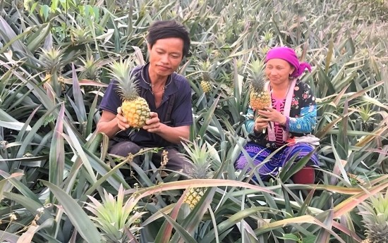 Cánh đồng công nghệ cao mở lối giảm nghèo bền vững