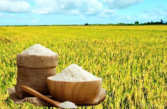 Giá lúa gạo hôm nay ngày 29/4: Lúa tươi quay đầu giảm