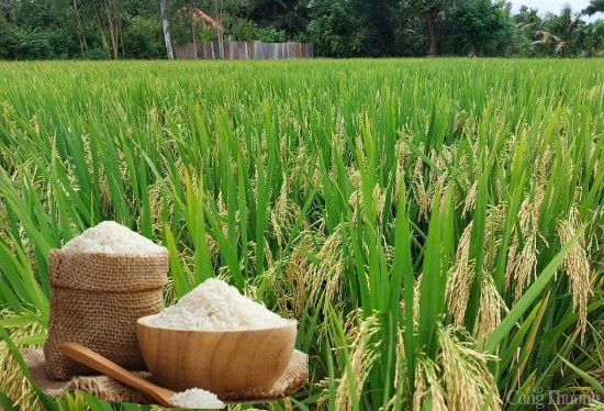 Giá lúa gạo hôm nay ngày 4/5 và tuần qua lặng sóng