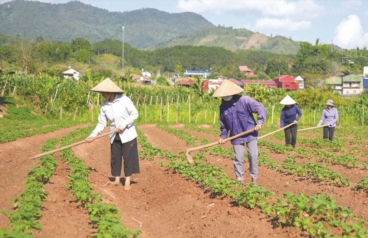 Người dân Mường Nhé ấm no nhờ chính sách giảm nghèo