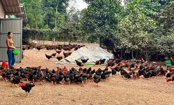Phú Thọ: Tạo sinh kế cho người dân giảm nghèo bền vững