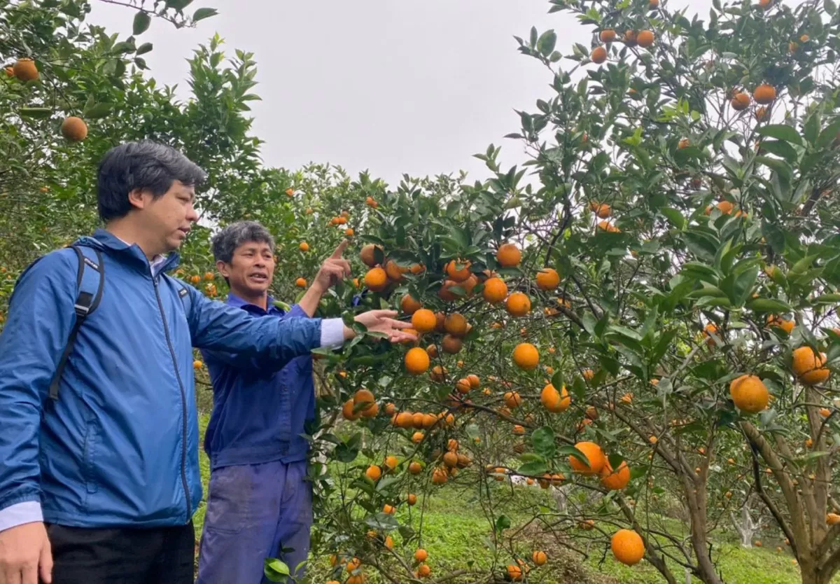 Giảm nghèo bền vững qua hành trình khởi nghiệp từ cam Cao Phong