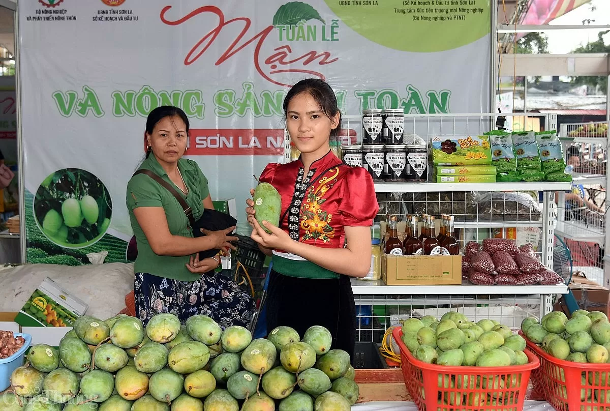 Sơn La: Gieo hạt liên kết, gặt mùa tiêu thụ