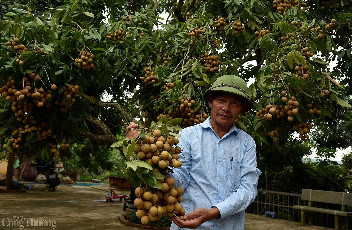 Sơn La: Gieo hạt liên kết, gặt mùa tiêu thụ
