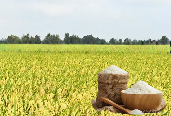 Giá lúa gạo hôm nay ngày 7/5: Lúa tươi tiếp đà giảm