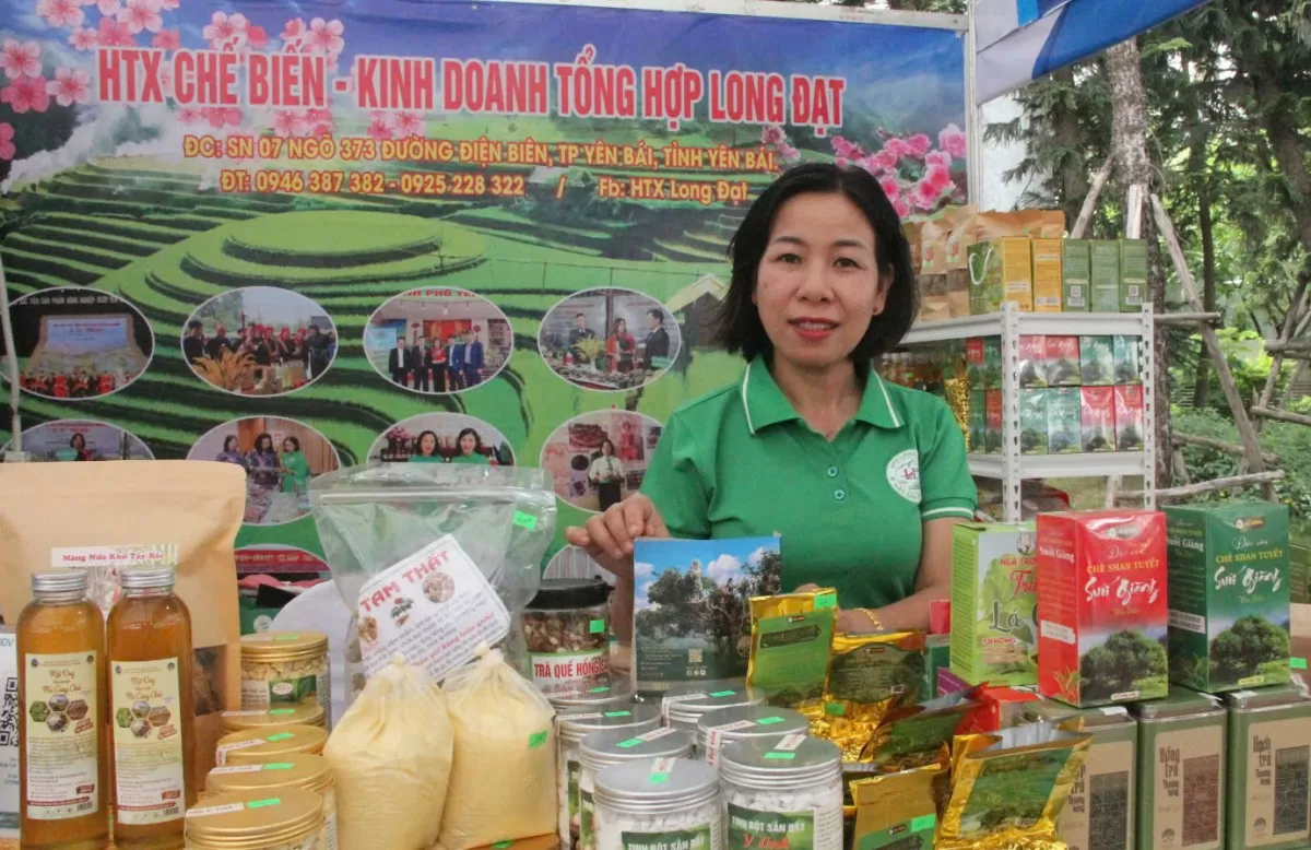 Tỉnh Yên Bái đưa đặc sản thành cây chủ lực giảm nghèo