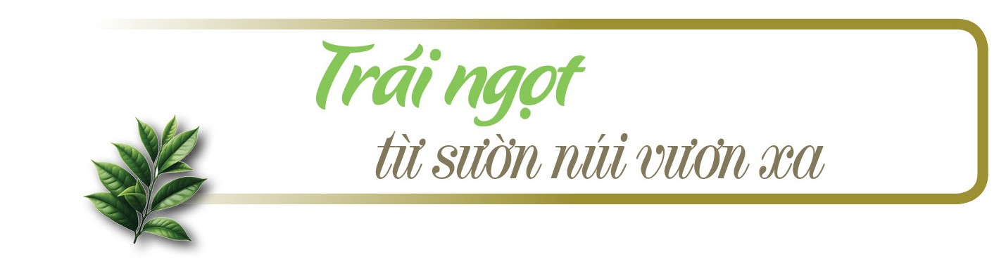 Longform | Giỏ trái cây triệu USD: Giấc mơ từ núi đồi đến bàn ăn thế giới Longform | Giỏ trái cây triệu USD: Giấc mơ từ núi đồi đến bàn ăn thế giới