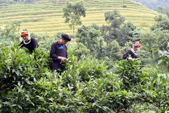 Chè Shan tuyết Hà Giang: ‘Mạch nguồn xanh’ giúp đồng bào Dao thoát nghèo