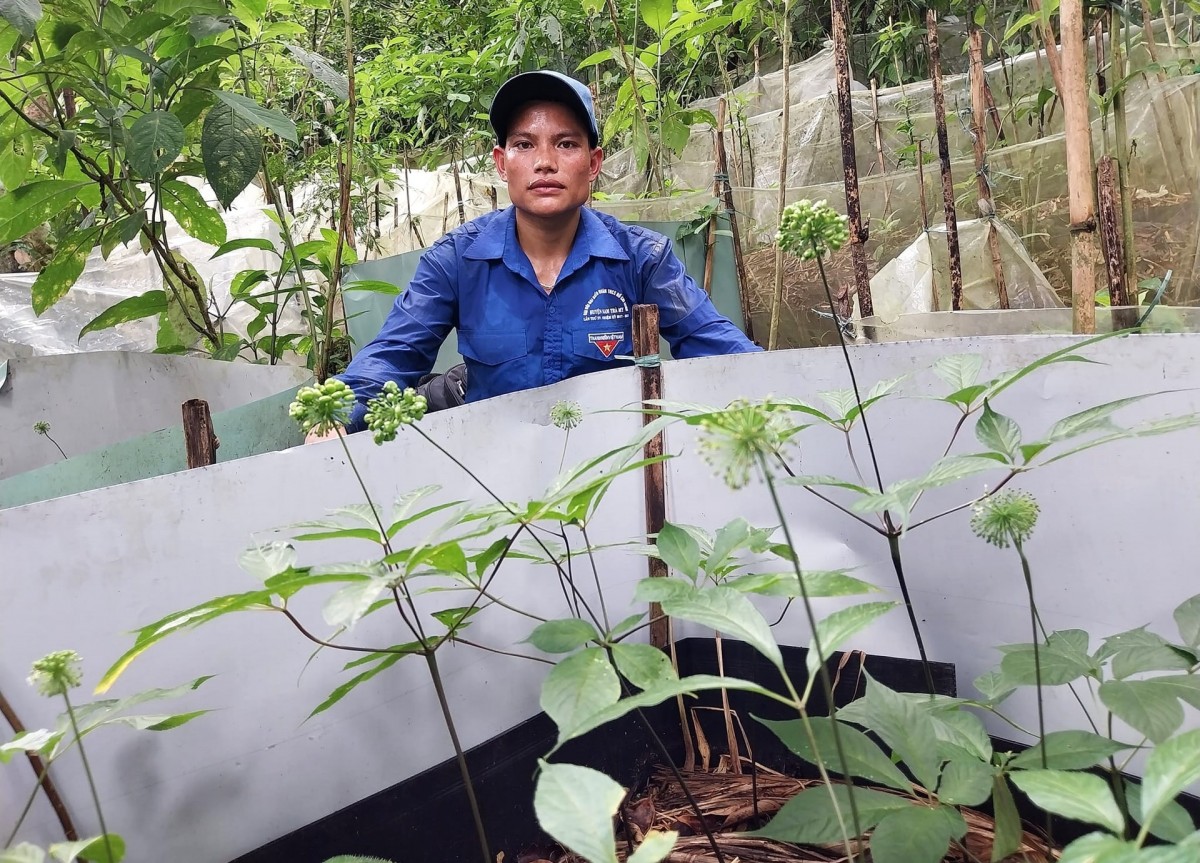 Sâm Ngọc Linh thành di sản: Đòn bẩy đưa ‘quốc bảo’ vươn xa