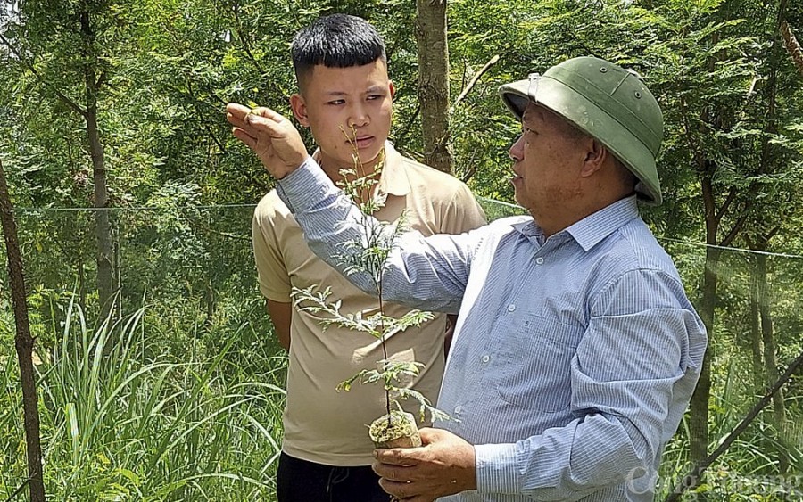 Kỳ 1: Chuyện trồng rừng của người Mông ở Nghệ An