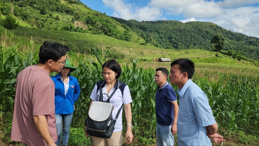 Tỉnh Điện Biên: nhận chuyển giao công nghệ trồng sâm từ Hàn Quốc