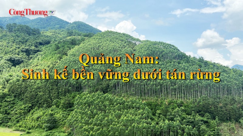 Quảng Nam: Sinh kế bền vững dưới tán rừng