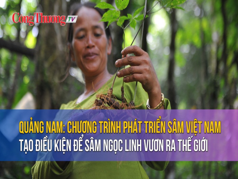 Chương trình phát triển sâm Việt Nam: Tạo điều kiện để sâm Ngọc Linh vươn ra thế giới