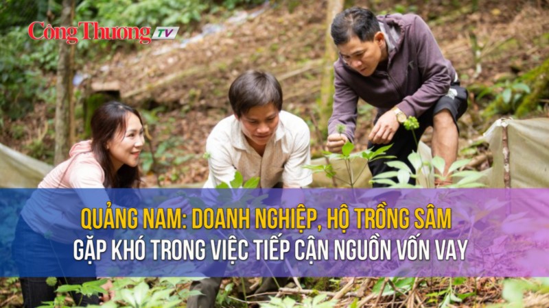 Quảng Nam: Doanh nghiệp, hộ trồng sâm gặp khó trong việc tiếp cận nguồn vốn vay