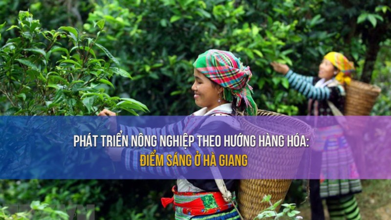 Phát triển nông nghiệp theo hướng hàng hóa: Điểm sáng ở Hà Giang